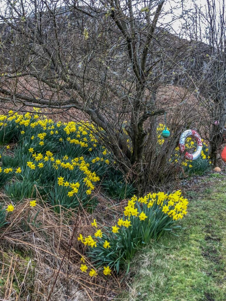 Spring daffodils around the cottage